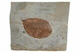 Fossil Leaf (Beringiaphyllum) - Montana #215529-1